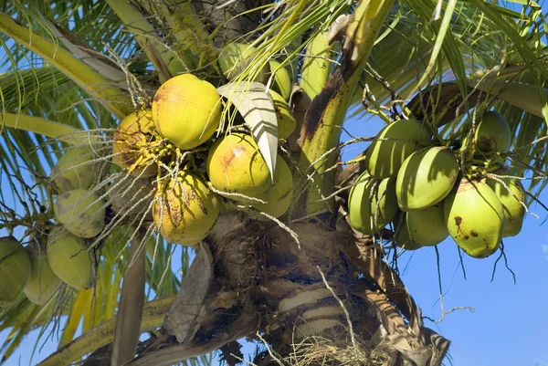 Figi, Frutti di cocco — Foto Stock