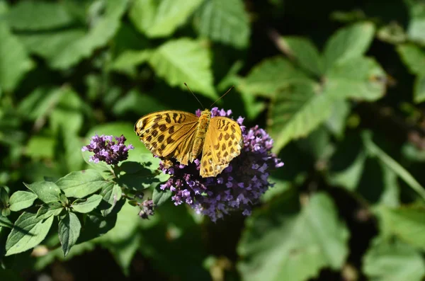 Zoologia, Insetos, borboleta — Fotografia de Stock