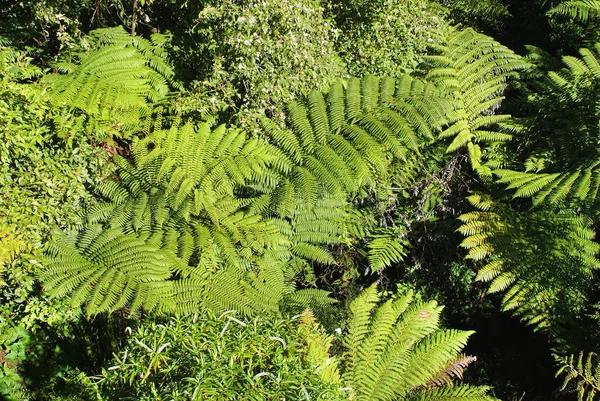 Nueva Zelanda, Botánica — Foto de Stock