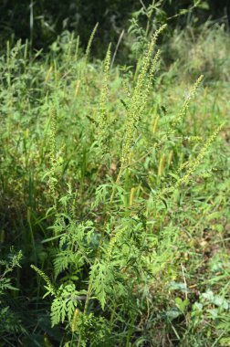 Avusturya, botanik, Ragweed