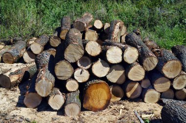 Avusturya, orman sanayi