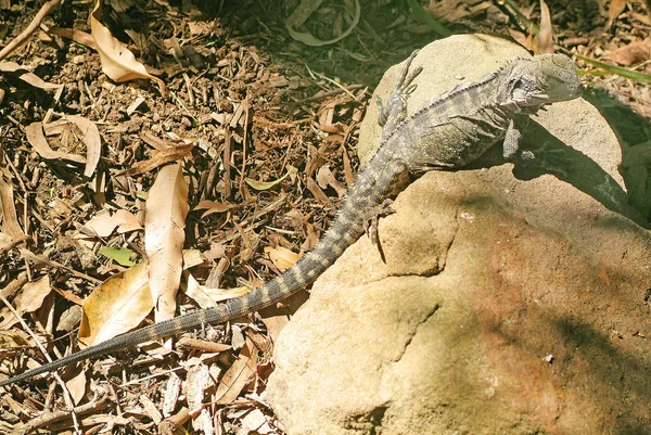 Australia, Zoology, reptile — Stock Photo, Image