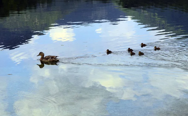 Austria, Zoology, Ducks — Stock Photo, Image