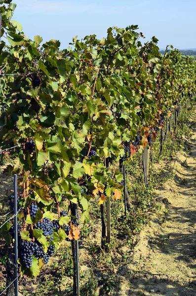 Österreich, Landwirtschaft, Weinberg mit blauen Trauben — Stockfoto