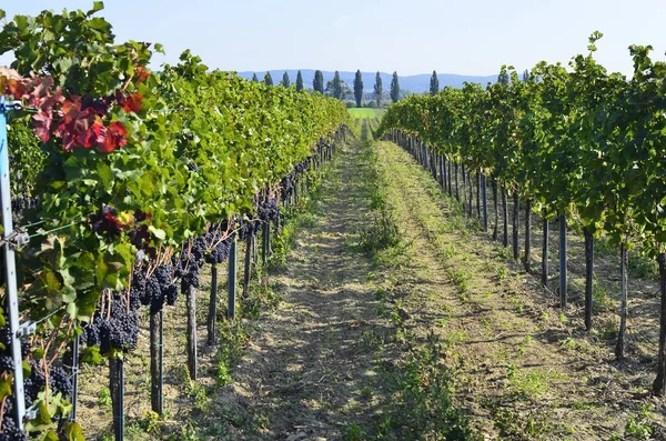 Österreich, Landwirtschaft, Weinberg und Trauben — Stockfoto