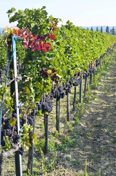 Österreich, Landwirtschaft, Weinberg und Trauben — Stockfoto