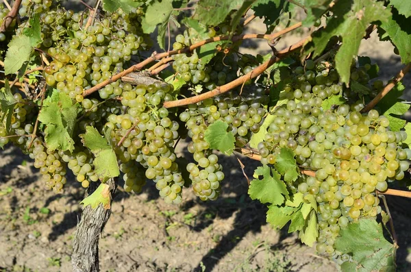 Austria, Agricultura, Viñedo y Uvas —  Fotos de Stock