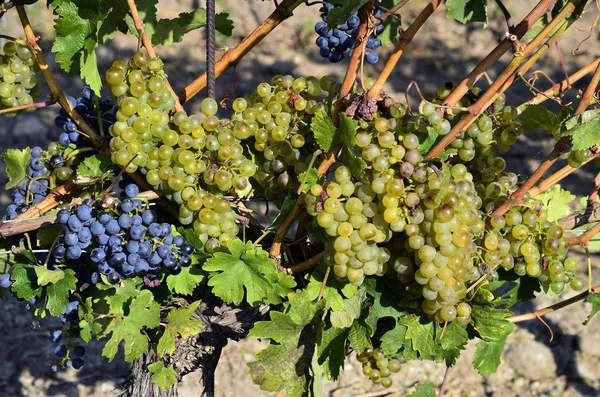 Austria, Agricultura, Viñedo y Uvas —  Fotos de Stock