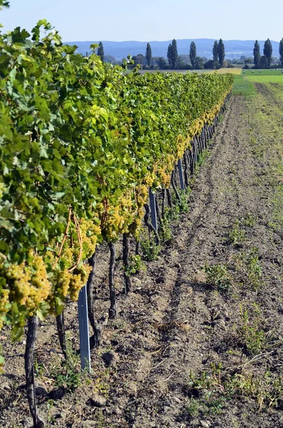 Austria, Agricoltura, Vigneti e Uve — Foto Stock