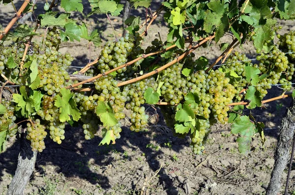 Austria, Agricultura, Viñedo y Uvas —  Fotos de Stock