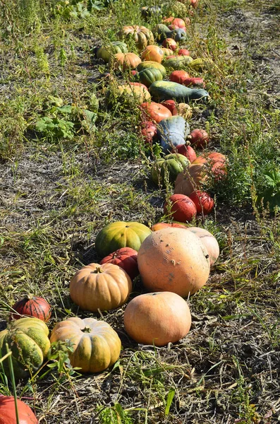 Austria, Agriculture, Pumpkins on field — Stock Photo, Image