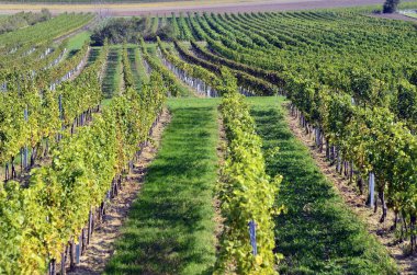 Avusturya, tarım, üzüm ve üzüm