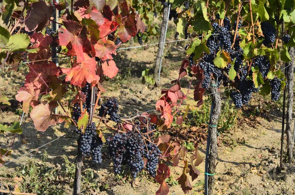 Druvor, vinodling, jordbruk, Österrike — Stockfoto