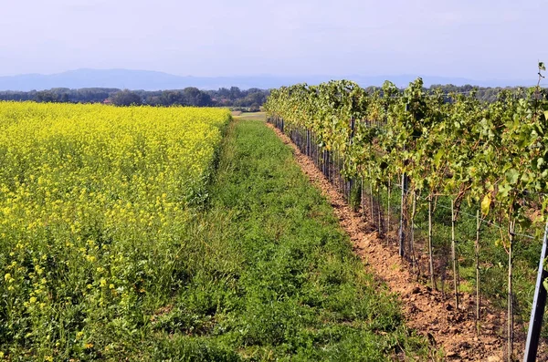 Österreich, Landwirtschaft, Weinberg und Trauben — Stockfoto