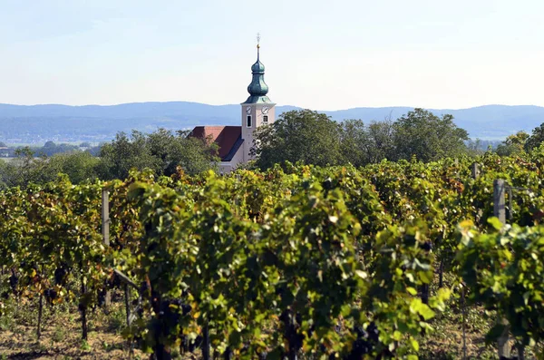 Avusturya, tarım, üzüm ve üzüm