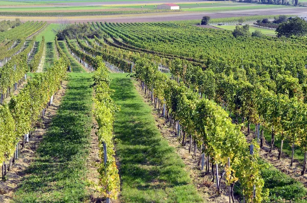 Oostenrijk, de landbouw, de wijngaard en de druiven — Stockfoto