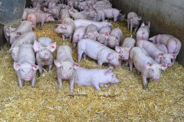 Австрия, Промышленность, Pig Farming — стоковое фото