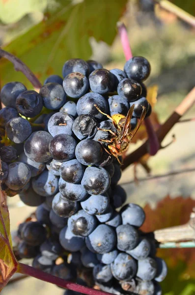 Austria, Naturaleza, Uvas —  Fotos de Stock