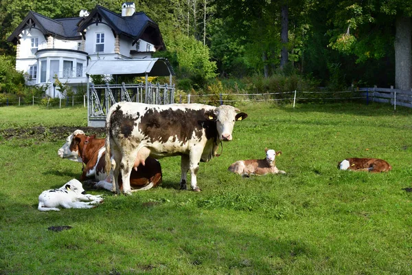 Österrike, boskap, industri — Stockfoto