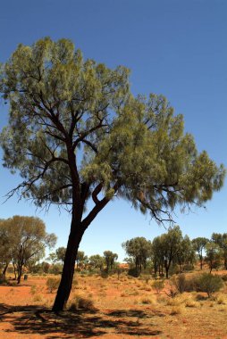 Avustralya, botanik, bitki örtüsü