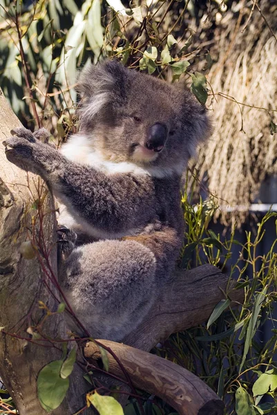 Australia, Zoologi, Koala — Stok Foto