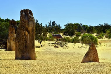 Avustralya, Wa, Pinnacles, 