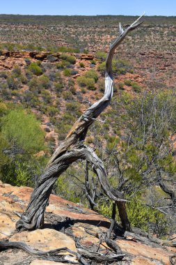Avustralya, Wa, Kalbarri Np