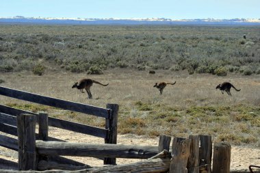 Avustralya, Mungo Milli Parkı