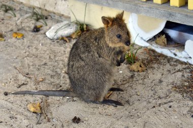 Avustralya, zooloji, Quokka