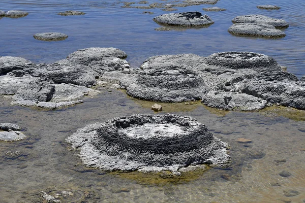 Australia, WA, Stromatolites — Stock Photo, Image