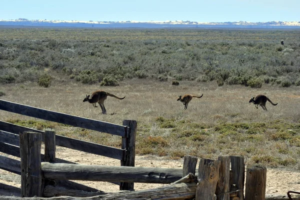 Avustralya, Mungo Milli Parkı