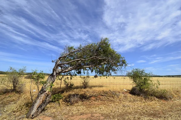 Australia, krajobraz, natura — Zdjęcie stockowe