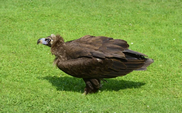 Zoologia, Aves, abutre — Fotografia de Stock