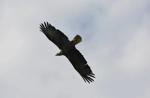Zoología, Aves, Águila — Foto de Stock