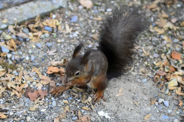 Österrike, zoologi — Stockfoto