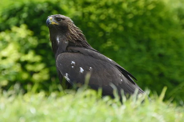 Austria, Zoology, Birds — Stock Photo, Image