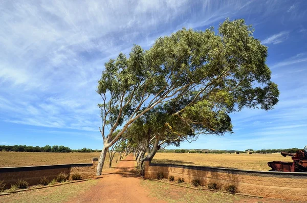 オーストラリア、西オーストラリア州の自然 — ストック写真