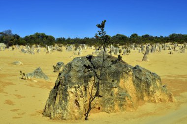 Avustralya, Wa, Pinnacles, 