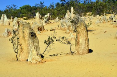 Avustralya, Wa, Pinnacles, 