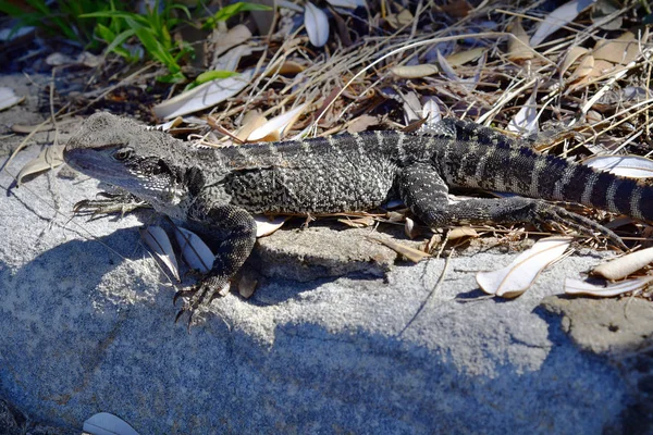 Australia, Sydney, Reptile — Stock Photo, Image