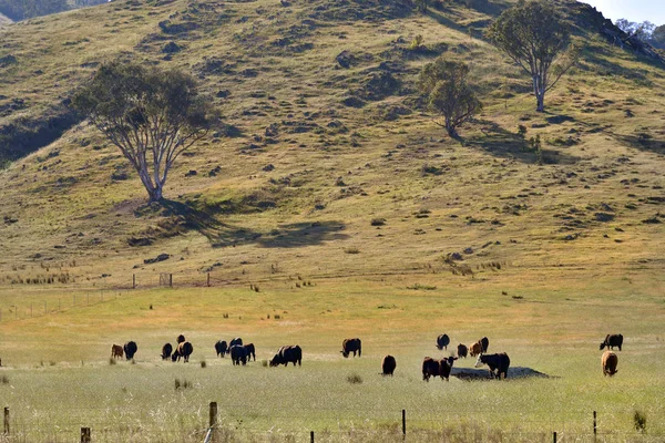 Australien, nsw, rinder — Stockfoto