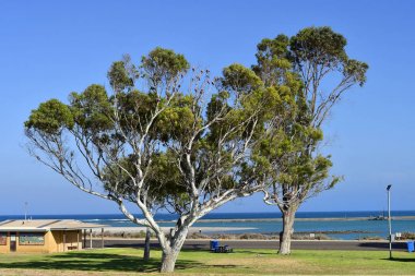 Avustralya, Wa, Kalbarri 