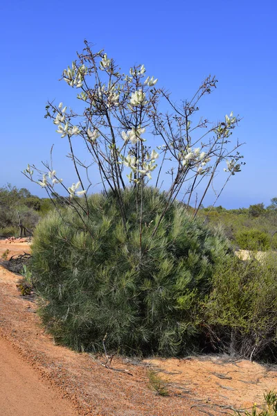 Australia,  Botany, Plants — Stock Photo, Image