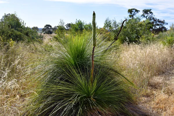 澳大利亚植物学 — 图库照片