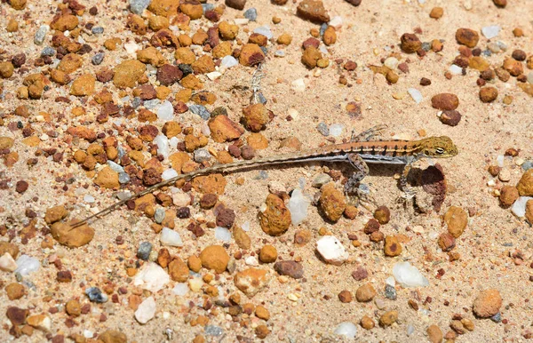 Australia, Zoology, Reptile — Stock Photo, Image