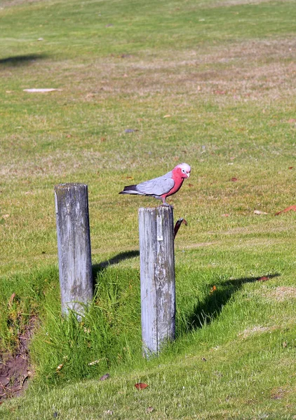 Australien, Zoologie, Vögel — Stockfoto