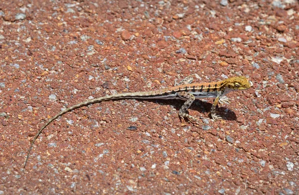 Australia, Zoology — Stock Photo, Image