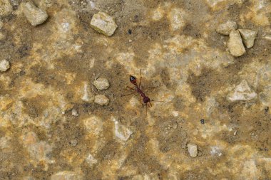 Avustralya, zooloji, böcek