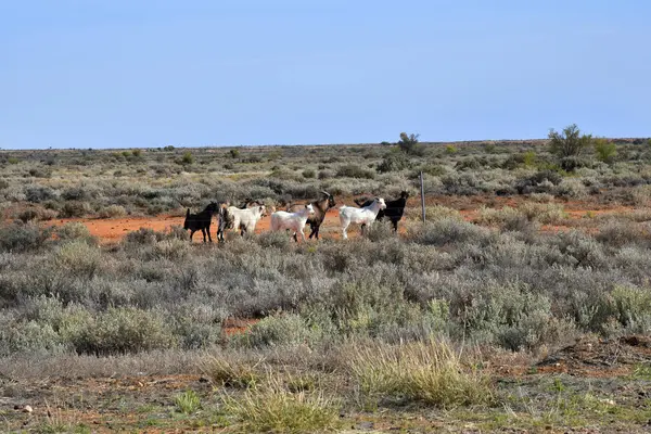 Australia, South Australia, Goats — Stock Photo, Image