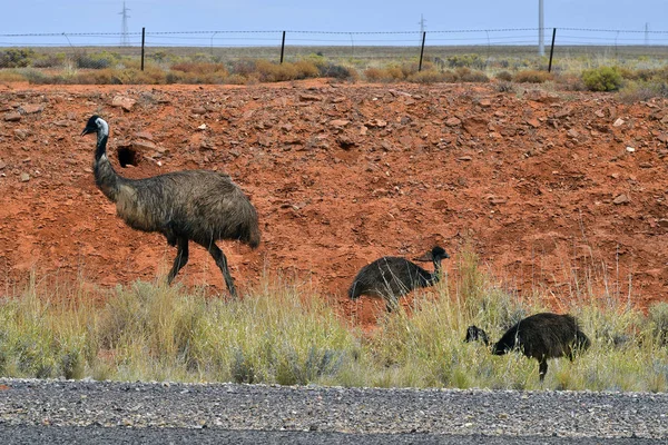 Australia, Zoology, Emu — Stock Photo, Image